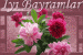 İyi Bayramlar